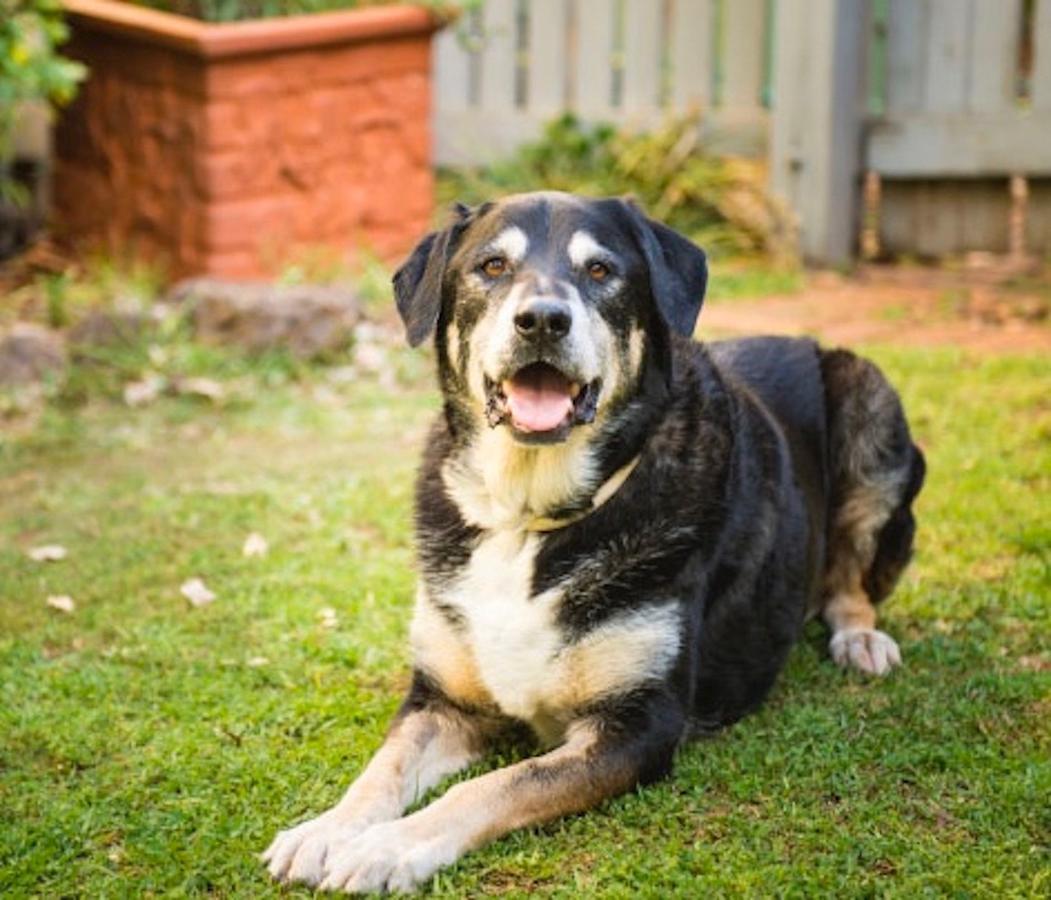 Banksia - Pet Friendly Getaway Holiday home *